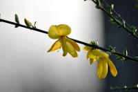 Cytisus scoparius