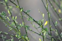 Cytisus scoparius