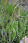 Plantago lanceolata