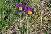 Pulsatilla vulgaris