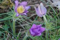 Pulsatilla vulgaris