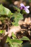 Viola reichenbachiana