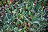 Pilosella officinarum