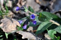 Pulmonaria longifolia