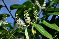 Prunus laurocerasus