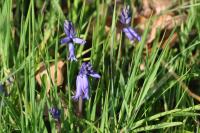 Hyacinthoides non-scripta
