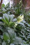 Primula elatior