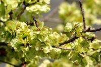 Ulmus minor