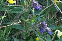 Pulmonaria longifolia