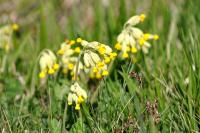 Primula veris