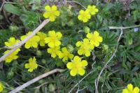 Potentilla verna
