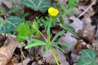 Ranunculus auricomus