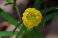 Ranunculus auricomus