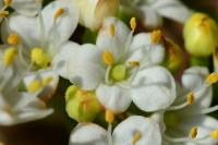 Viburnum lantana