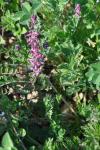 Fumaria officinalis
