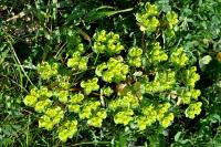 Euphorbia helioscopia