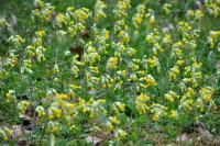 Primula veris