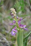 Orchis mascula