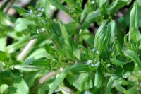 Valerianella