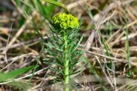Euphorbia cyparissias