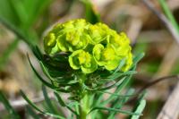 Euphorbia cyparissias