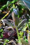 Myosotis ramosissima