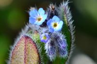 Myosotis ramosissima