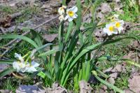 Narcissus poeticus