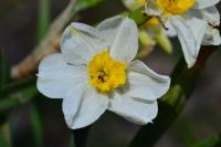 Narcissus poeticus
