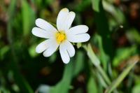 Rabelera holostea