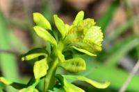 Euphorbia cyparissias