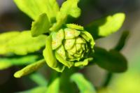Euphorbia cyparissias