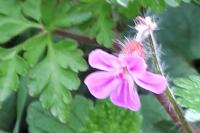 Geranium robertianum
