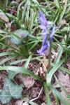 Hyacinthoides non-scripta