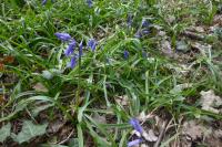 Hyacinthoides non-scripta