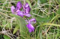 Anacamptis morio
