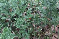 Ruscus aculeatus