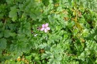 Erodium cicutarium