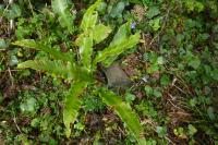 Asplenium scolopendrium