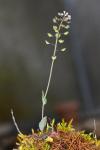 Capsella bursa-pastoris
