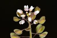 Capsella bursa-pastoris