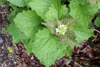 Alliaria petiolata