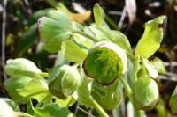 Helleborus foetidus