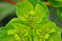 Euphorbia helioscopia