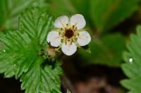 Fragaria vesca