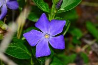 Vinca major