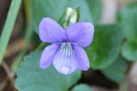Viola riviniana