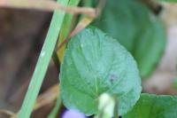 Viola riviniana