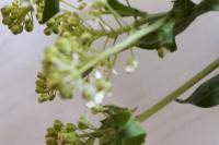 Lepidium draba