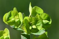 Euphorbia amygdaloides